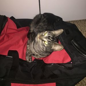 Meet your Posher, Clara